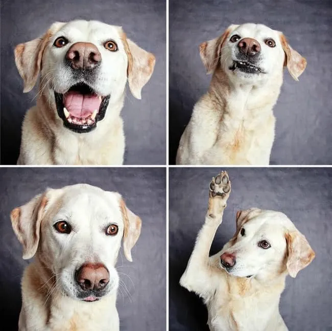 Chiens photomaton 5