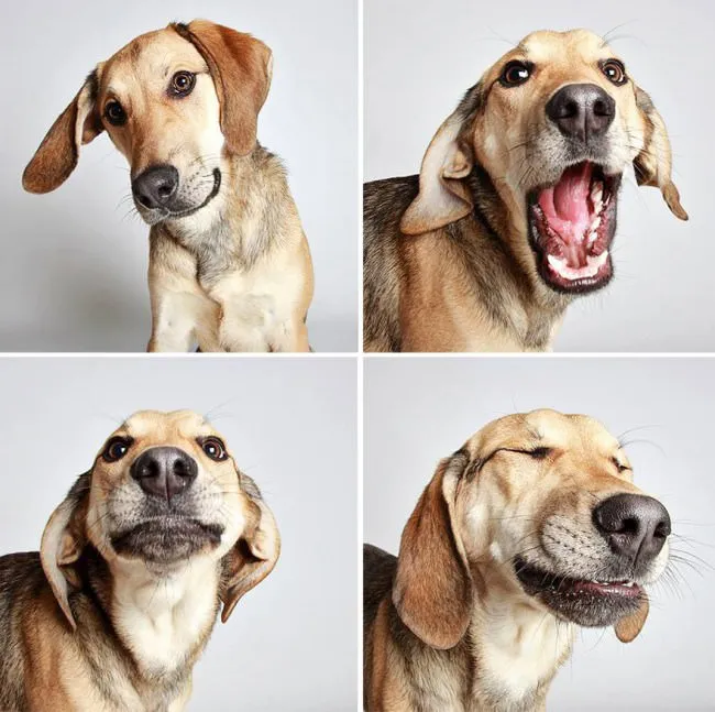 Chiens photomaton 7