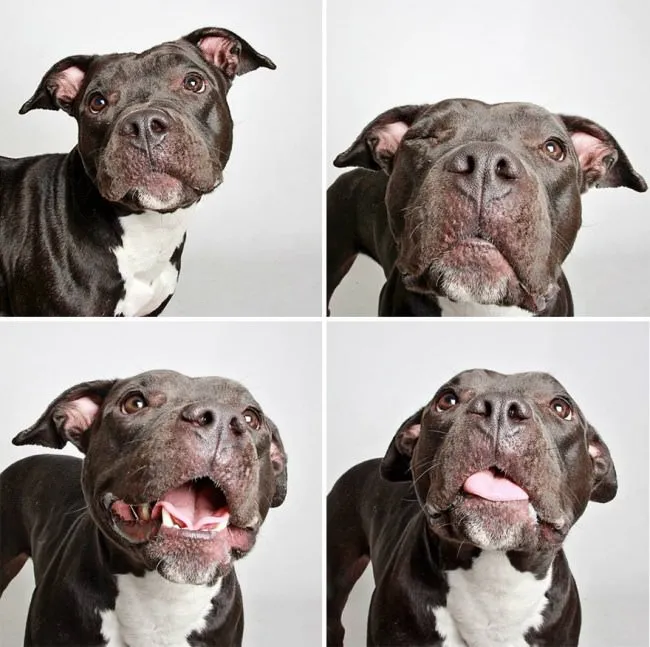 Chiens photomaton 8