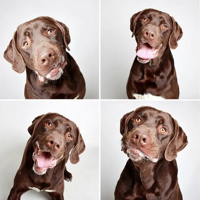 Chiens photomaton 9