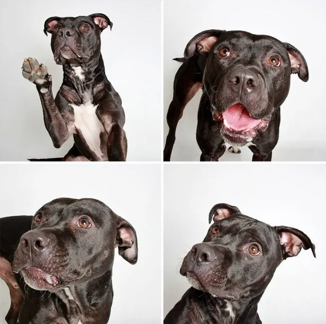 Chiens photomaton 10
