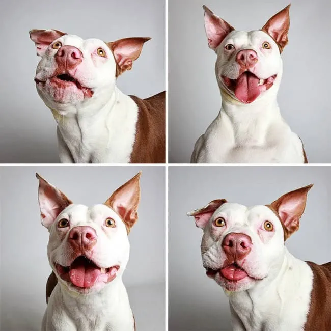Chiens photomaton 11