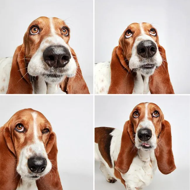 Chiens photomaton 12