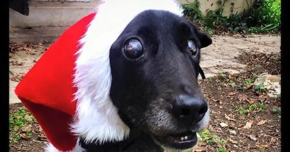 Un vieux chien aveugle et malade a passé son premier Noël dans un foyer affectueux