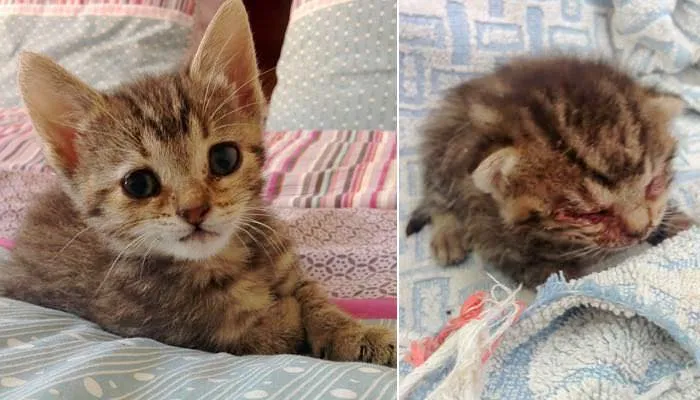 Une chatonne sans vie trouvée sur le pas de leur porte est transformée par l’amour