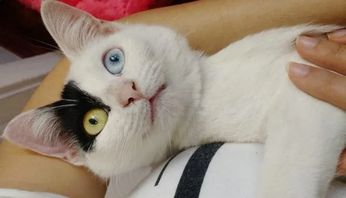 Une chatte de refuge s’assoit dans ses bras pour les convaincre de l’adopter