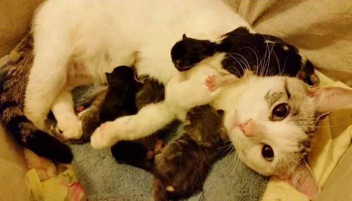 Une chatte errante choisit une famille pour l’aider à mettre au monde ses bébés