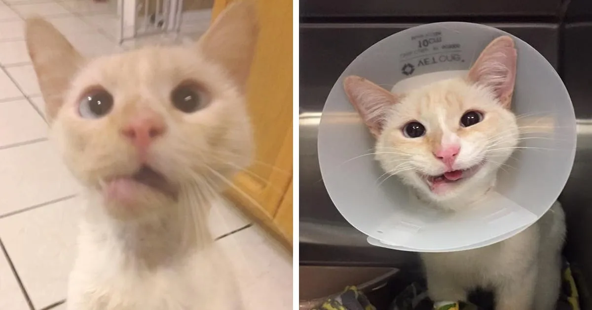 Une chatte secourue transforme sa mâchoire cassée en un superbe sourire.