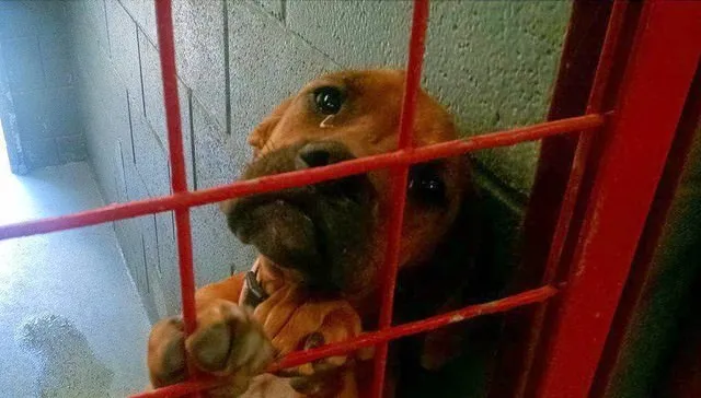 Une chienne abandonnée photographiée dans un refuge avec les larmes aux yeux