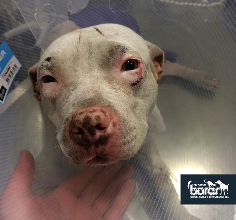 BARCS Animal Shelter/Facebook