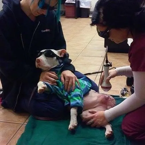BARCS Animal Shelter/Facebook