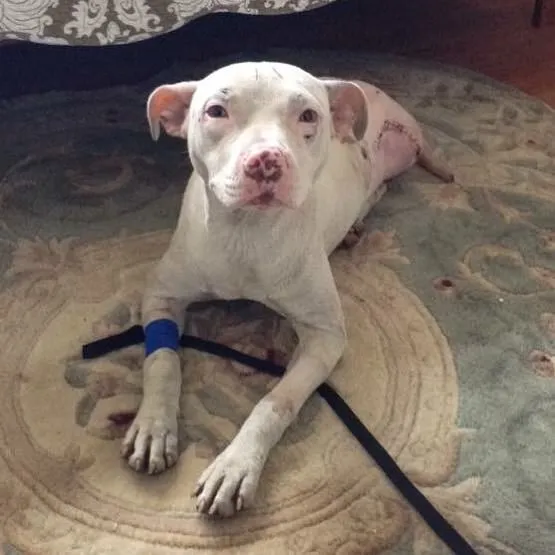 BARCS Animal Shelter/Facebook