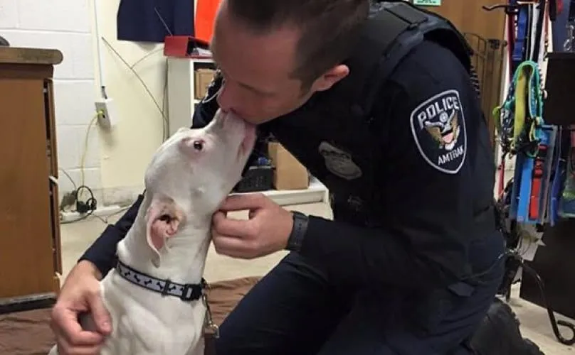 BARCS Animal Shelter/Facebook