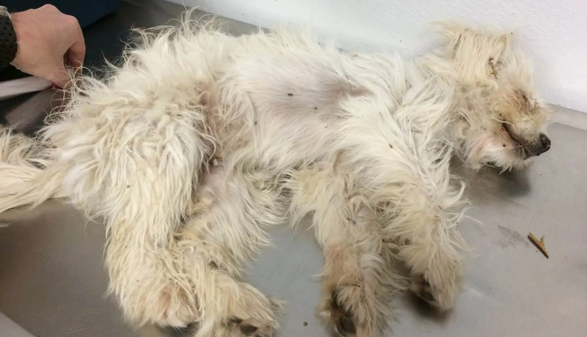 Une chienne « décédée » gisant au milieu de la route est sauvée par l’homme le plus attentionné au monde.