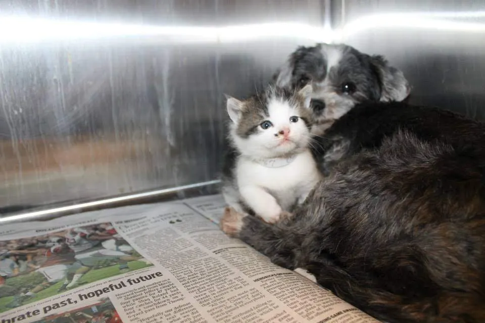 Une chienne découvre un chaton abandonné, et risque sa vie pour le sauver.