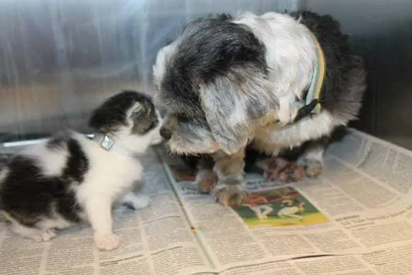 Chien chaton abandonne 5