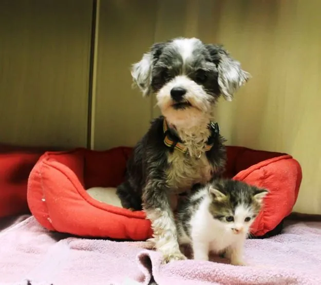 Chien chaton abandonne 7