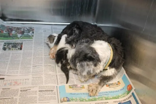 Chien chaton abandonne 9