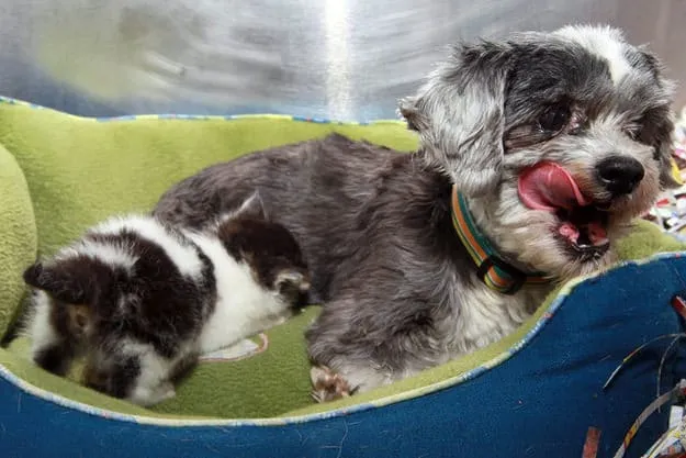 Chien chaton abandonne 8