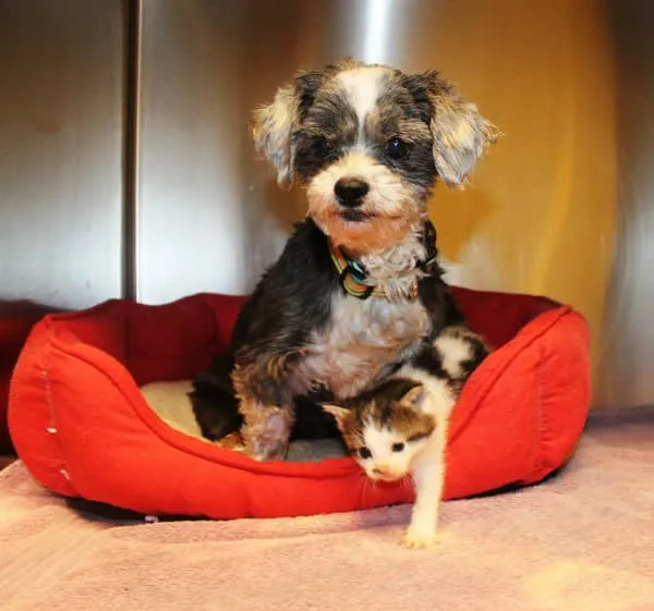 Chien chaton abandonne 10