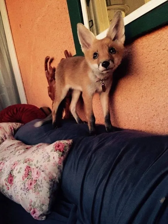 Une famille recueille une petite 18