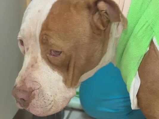 Une_femelle_pitbull_s'accroche_désespérément-02