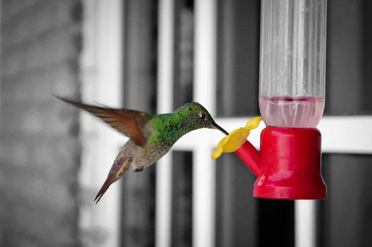 Une Femme Bienveillante Transforme Son Appartement en Hôpital pour Colibris