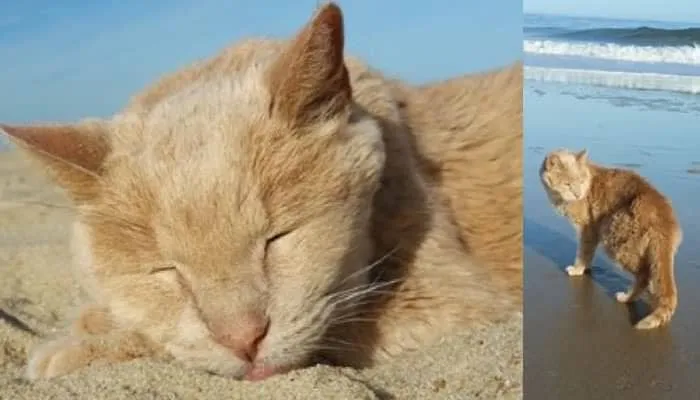 Une Femme Sauve un Chat de 21 Ans, et se met en Tête de l’Aider à Bien Finir Ses Jours