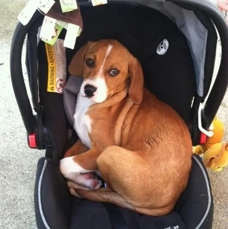 121915-10-signs-dog-is-your-baby-5