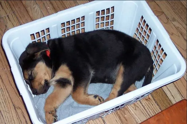 121915-10-signs-dog-is-your-baby-featured