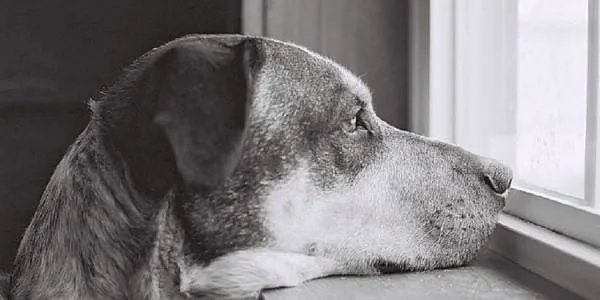 Voici ce que votre chien pense réellement de vous. Cela risque de vous toucher profondément.