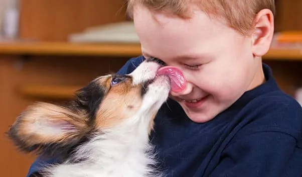 Voici pourquoi votre chien vous lèche le visage !