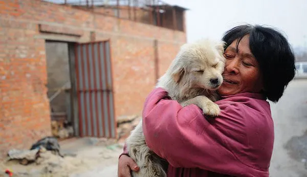 Une femme parcourt 2650 km en Chine et sauve 100 chiens du Festival de Yulin
